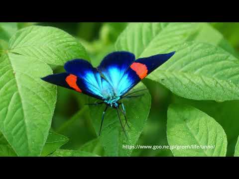 昼間飛ぶ美しい蛾　アカオビエダシャク