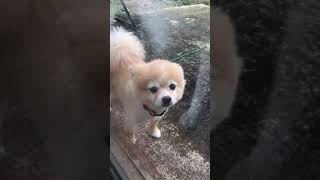 Siberian Husky Finds A Lost Pomeranian Puppy Outside!! #shorts