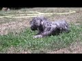 Morkie dogs for sale: Dallas - Video 2