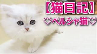 ペルシャ猫の子猫ちゃん♡チンチラシルバー♡】2020年5月最新 