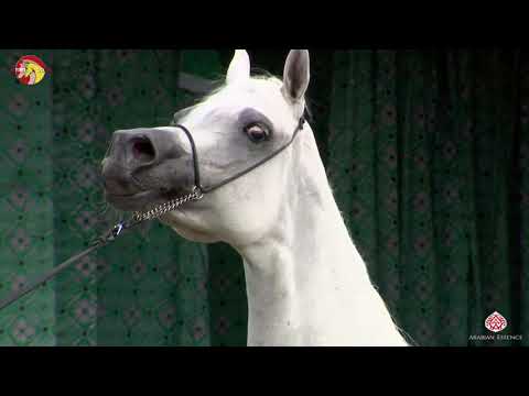 N 71 QUESTURAT AL FAWAZ   2020 ELRAN ARABIAN CUP   Straight Egyptians senior Mares Class 15