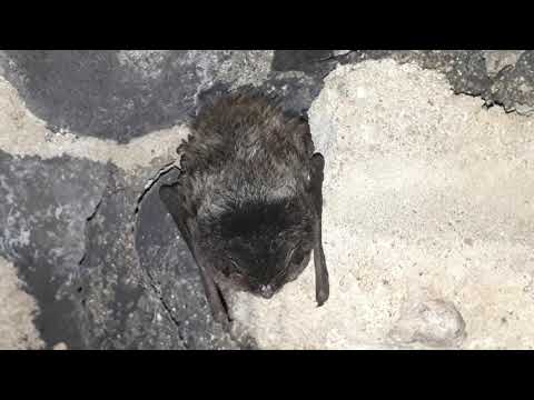 Nietoperze Polski. Mopek Barbastella barbastellus