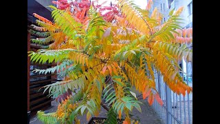 Ernesto Cortazar   You are my Destiny (Instrumental)