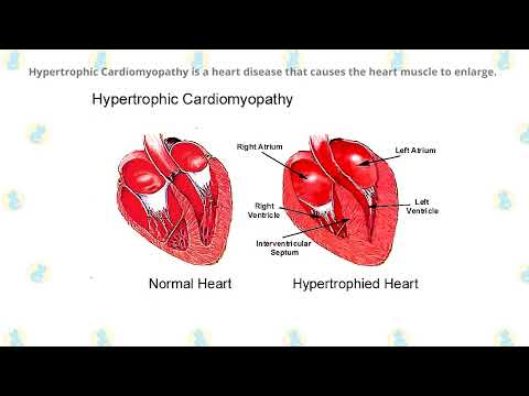 Turkish Angora Cats 101   Fun Facts & Myths