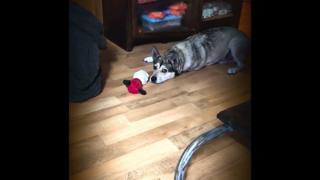 JOSHUA ( cat friendly) , an adopted mixed breed in Sherman Oaks, CA video 6/6