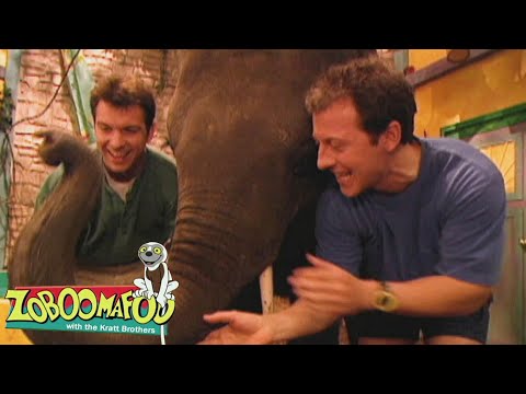 The Nose Knows | Zoboomafoo - WildBrain | Movies for Kids