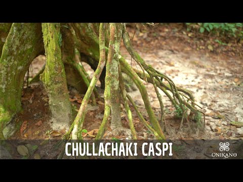 Chullachaki Caspi – The Tree of the Guardian Spirit