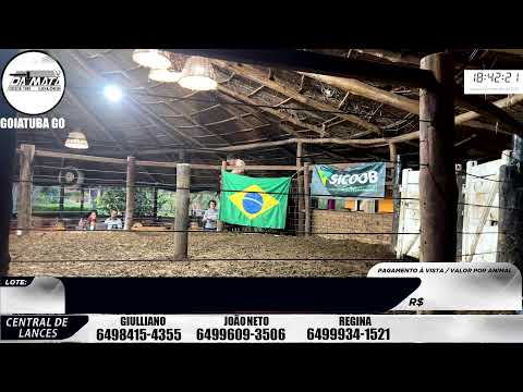 Leilão de gado em Goiatuba Goiás,  06/12/2025 - Mata Preta  Leilões - 14:00 Hs