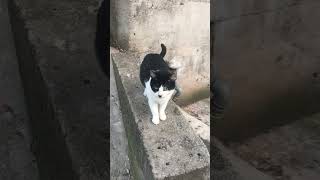 Download lagu Black And White Cat Meows #cutecat #cat #amazing #animal #catlover #animallover #meow #adorablecats mp3 Download lagu Black And White Cat Meows #cutecat #cat #amazing #animal #catlover #animallover #meow #adorablecats mp3
