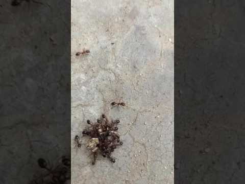 Ant eating dead body of a spider a very intersting video........see and like it friends