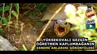 Yüksekovalı Gezgin Öğretmen Kaplumbağanın Esneme Anlarını Görüntüledi