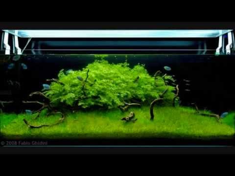 Planted Tanks - Aquarium Aquascaping Contest 2008