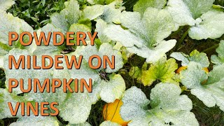 How To Treat Pumpkins For Powdery Mildew