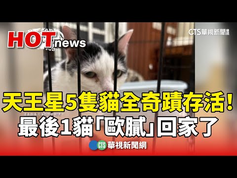 天王星5隻貓全奇蹟存活！　最後1貓「歐膩」回家了