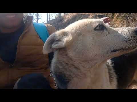 Playing with Adventure Dogs।। Pahadai Dogs।।