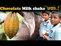 Let's make Chilled Chocolate milkshake | Cocoa processing | Cocoa milkshake recipe | Summer drink