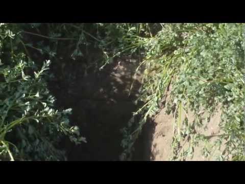 1281 INDAGINE AMBIENTALE A MOTTEGGIANA IL 19/07/2012, BY MARCO MELLI.AVI