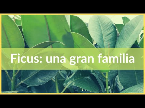 , title : 'Ficus: una gran familia'