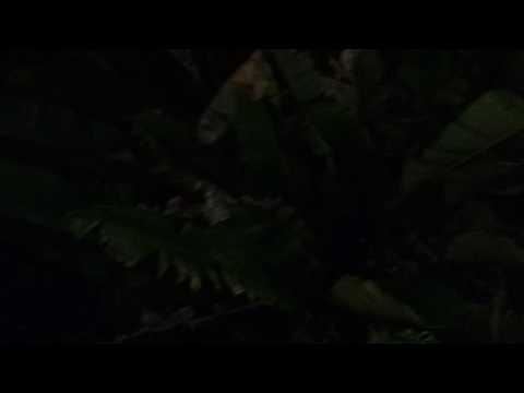 Mansion abandonada de los rodriguez