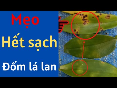 , title : 'Mẹo hết sạch đốm lá hoa lan | Đức Hoa Lan'