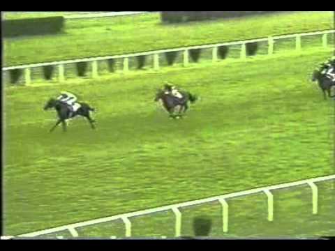 Shibuni's Falcon - Premio Ambrosiano (LR)