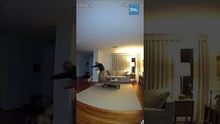 German Shepherd Drags Owner to Safety Seconds Before Entire House Collapses