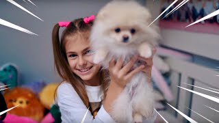 ПОДАРИЛИ СОБАКУ Пупси Кире! Щенки дома. КУПИЛИ СОБАКУ. 3 СОБАКИ у Пупси