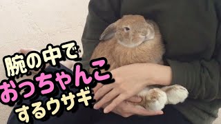 腕の中に座るベタ慣れうさぎ【抱っこ】【Rabbit sitting in arms】