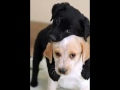 More Dogs Thx