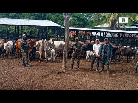 5 Comando Militar Regional ocupó 65 semovientes en El Ayote y San Pedro de Lóvago