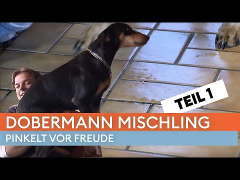 Mit drei Jahren nicht stubenrein? 😳 - Teil 1 | Der Hundeprofi