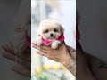 Wow She Sooo Cute Meet Celine The Teacup Female Maltipoo