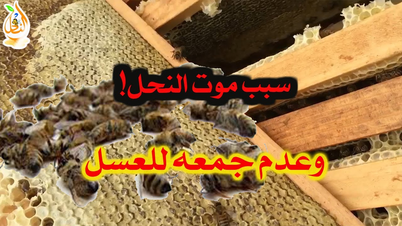 سبب موت النحل وعدم جمعه للعسل بكثرة