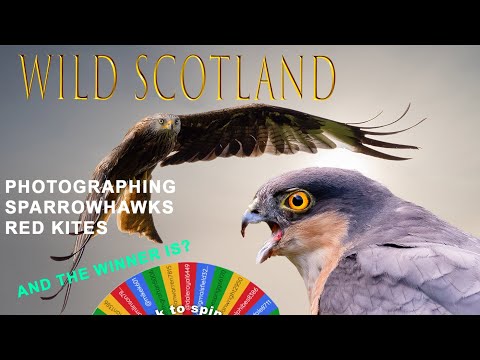 Escape the Ordinary: Photographing Sparrowhawks in Scotland