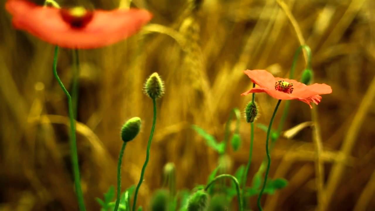 Amazing Nature HD (Plants Growing)