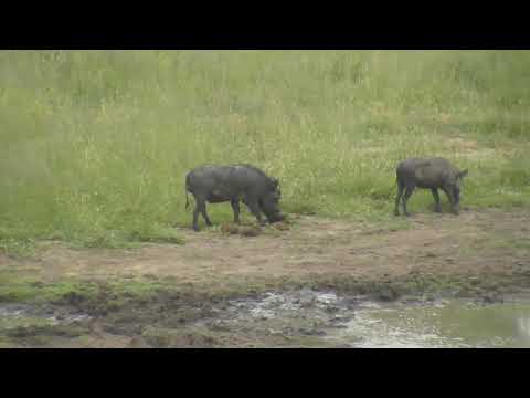 Djuma: Warthogs-adult and two young ones - 13:00 - 02/03/19