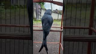 Download lagu If I want to be asked 1000 times about caring for Srigunting birds, this is how I do it #birds #c... mp3 Download lagu If I want to be asked 1000 times about caring for Srigunting birds, this is how I do it #birds #c... mp3