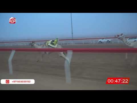 ش 1 (رموز) لـ سلطان الراعي النخيره الشامسي 2:55 ، شارة الصندوق 2026/08/16 فطامين الروضة