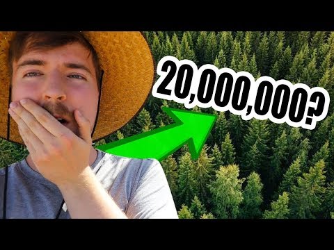 Plant a Tree, Get a Channel Audit - a #TeamTrees and MrBeast Adventure