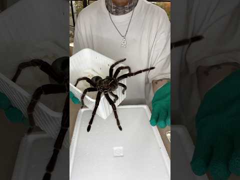 Unboxing the biggest Tarantula in the world