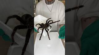 Download lagu Unboxing the biggest Tarantula in the world mp3