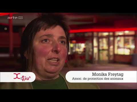 Xenius : 2014 : Le Chat