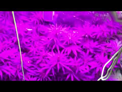 Scrog update. Flip 12/01/2019. 25/01/19 Indica sativa mix. Cree skyline 600 / skyline 200