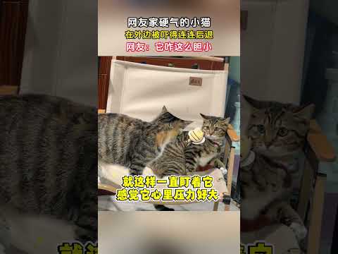 网友家硬气的小猫，在外边被吓得连连后退 #趣事 #社会 #杂谈