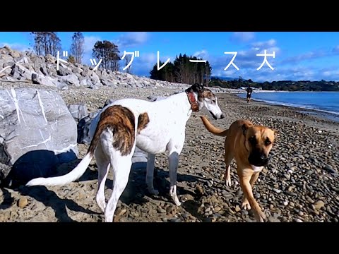 イングリッシュ・グレイハウンド