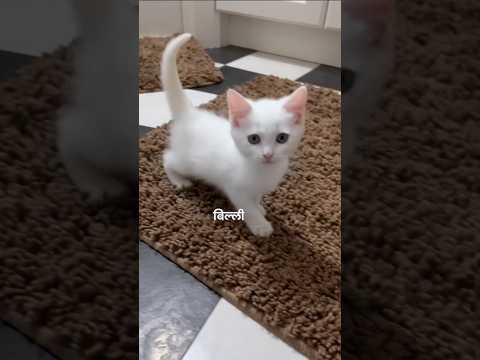 Billi ko ye kya ho gaya😰#cats #kitten #shorts #pets