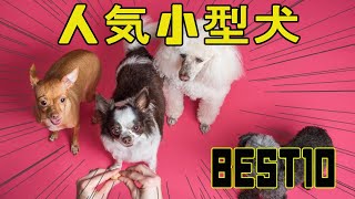 小型犬人気ベスト10　Small dog popular top 10