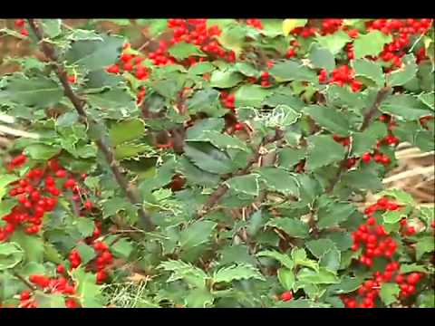 download lagu mp3 mp4 Northern Beauty Holly, download lagu Northern Beauty Holly gratis, unduh video klip Northern Beauty Holly