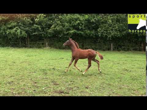 Hengstveulen Arango x Fidermark