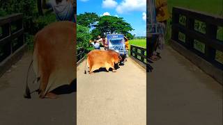 Download lagu 🤠🤣😁You will enjoy watching it. mp3